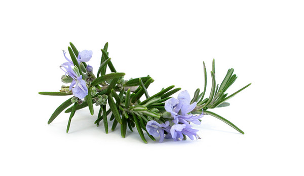 Alecrim qt. verbenona