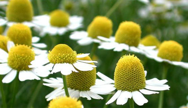 Camomila alemã (azul)