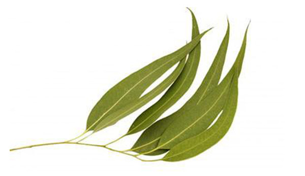 Eucalipto citriodora