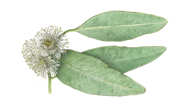 Eucalipto staigeriana