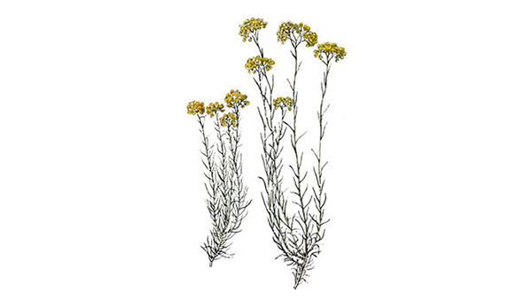 Immortelle H. gymnocephalum