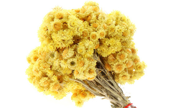 Immortelle H. italicum