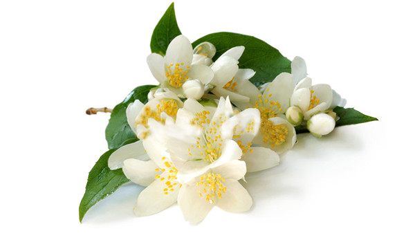 Jasmim grandiflorum absoluto