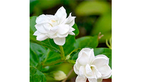 Jasmim sambac absoluto