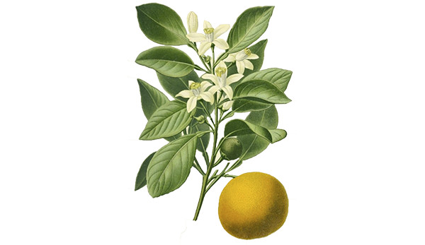Laranja amarga