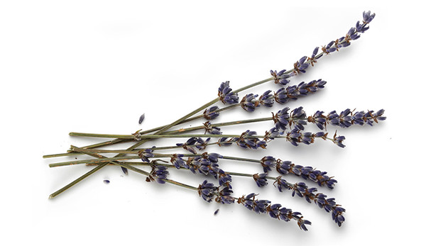 Lavandin grosso