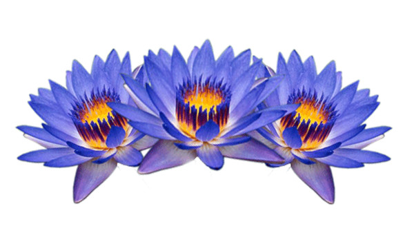 Lótus azul absoluto