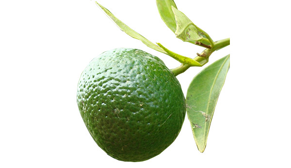 Mandarina verde