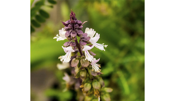 Manjericão santo (Tulsi)