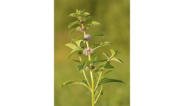 Menta brasileira