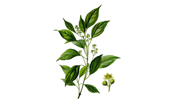 Ravintsara qt. cineol