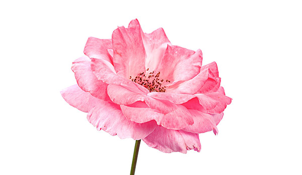 Rosa damascena absoluto