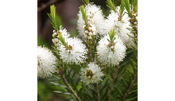 Tea tree