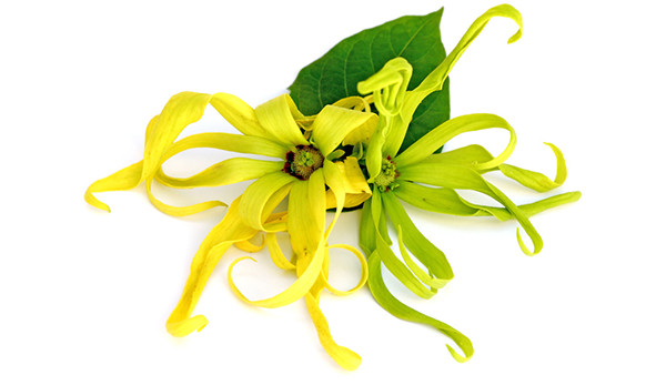 Ylang ylang